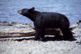 /album/fotky3/a800px-yellowstone-black-bear-07895-kopia-jpg3/